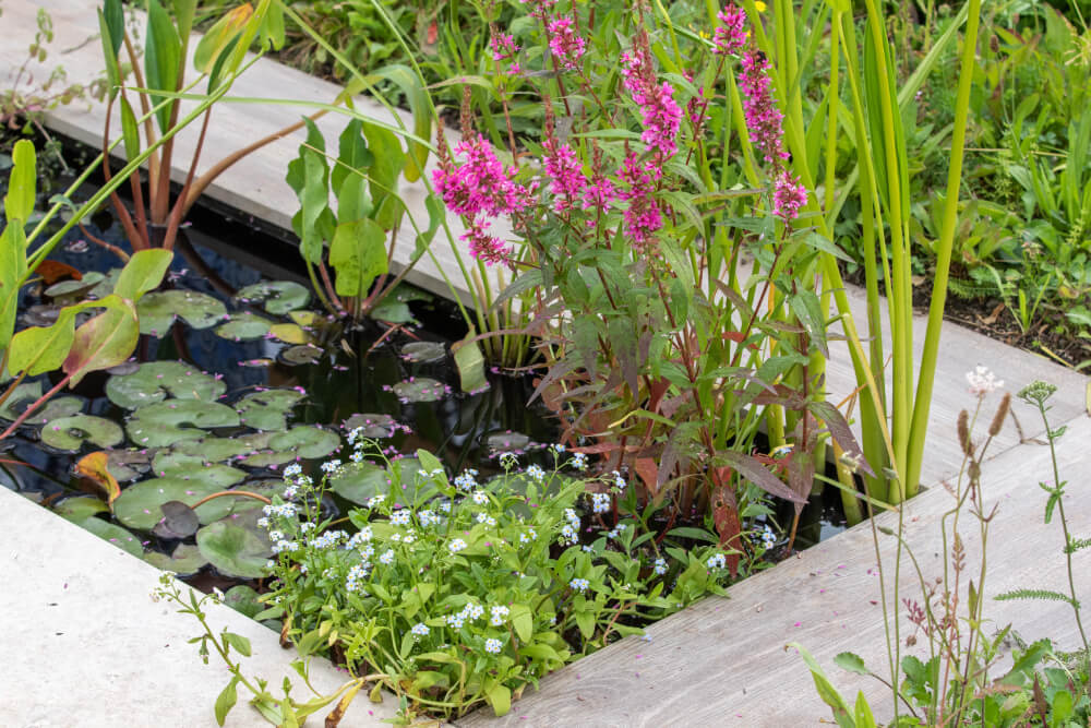 small garden pond surrounded by shrubbery and flowers - SMI Handyman Leeds, Horsforth